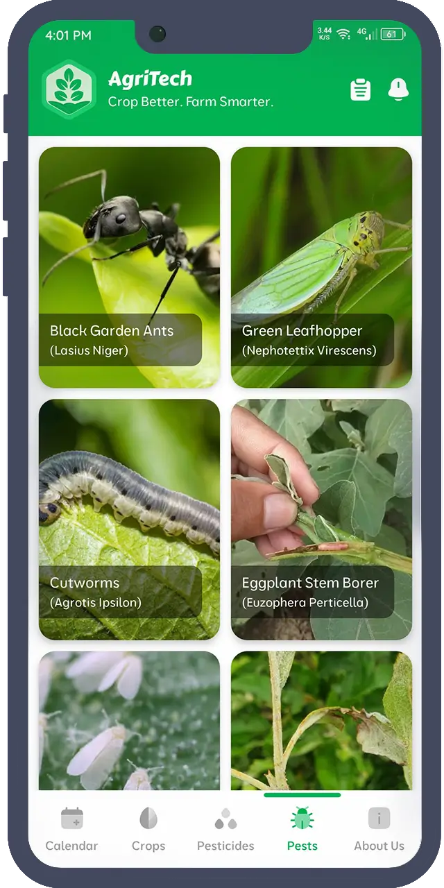 Mobile Preview